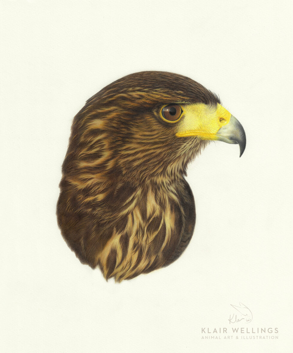 George Harris Hawk