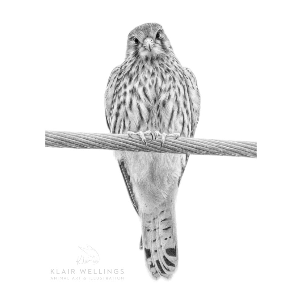 kestrel-wire-insta