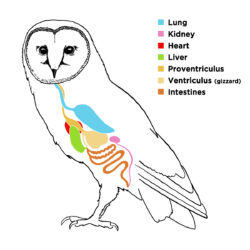 Owl Digestive System