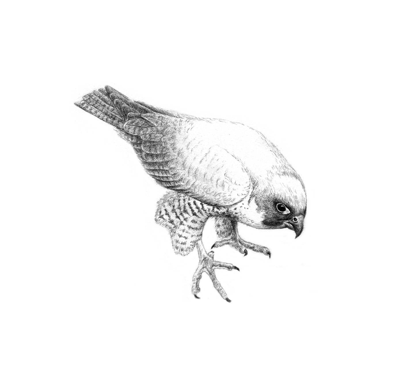 Peregrine Sketch