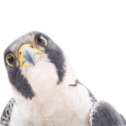 Peregrine 'Linda'