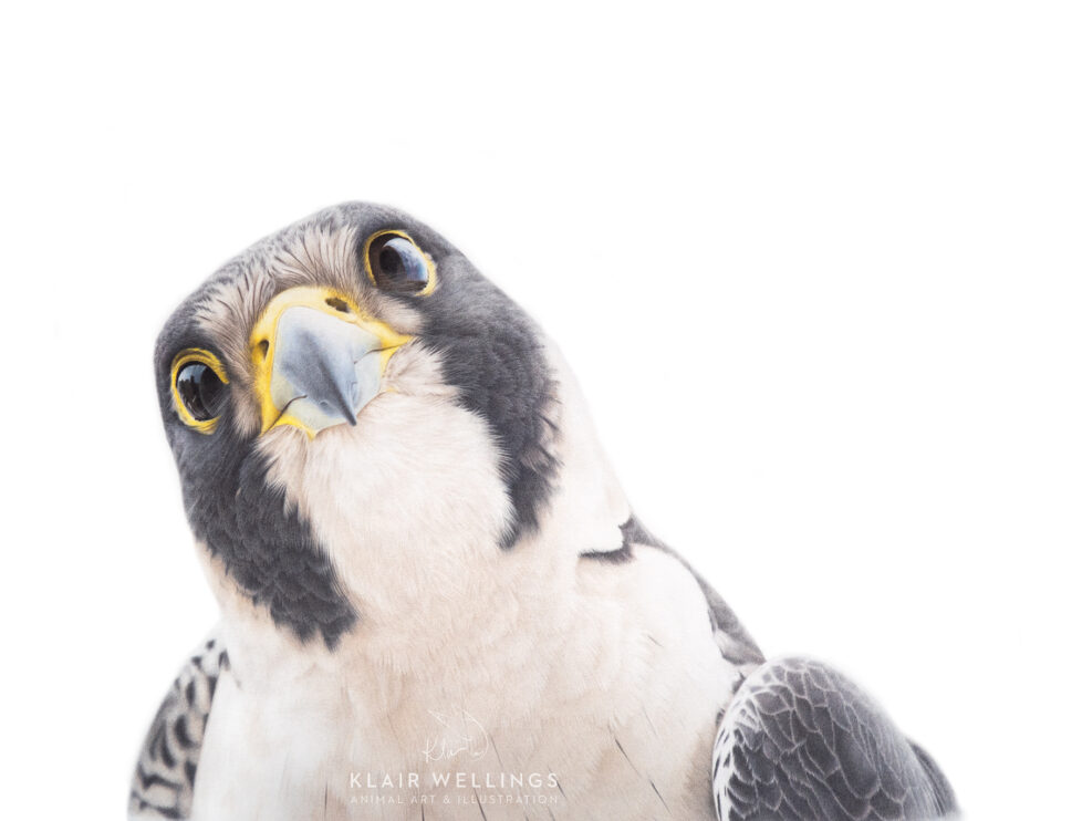 Peregrine 'Linda'