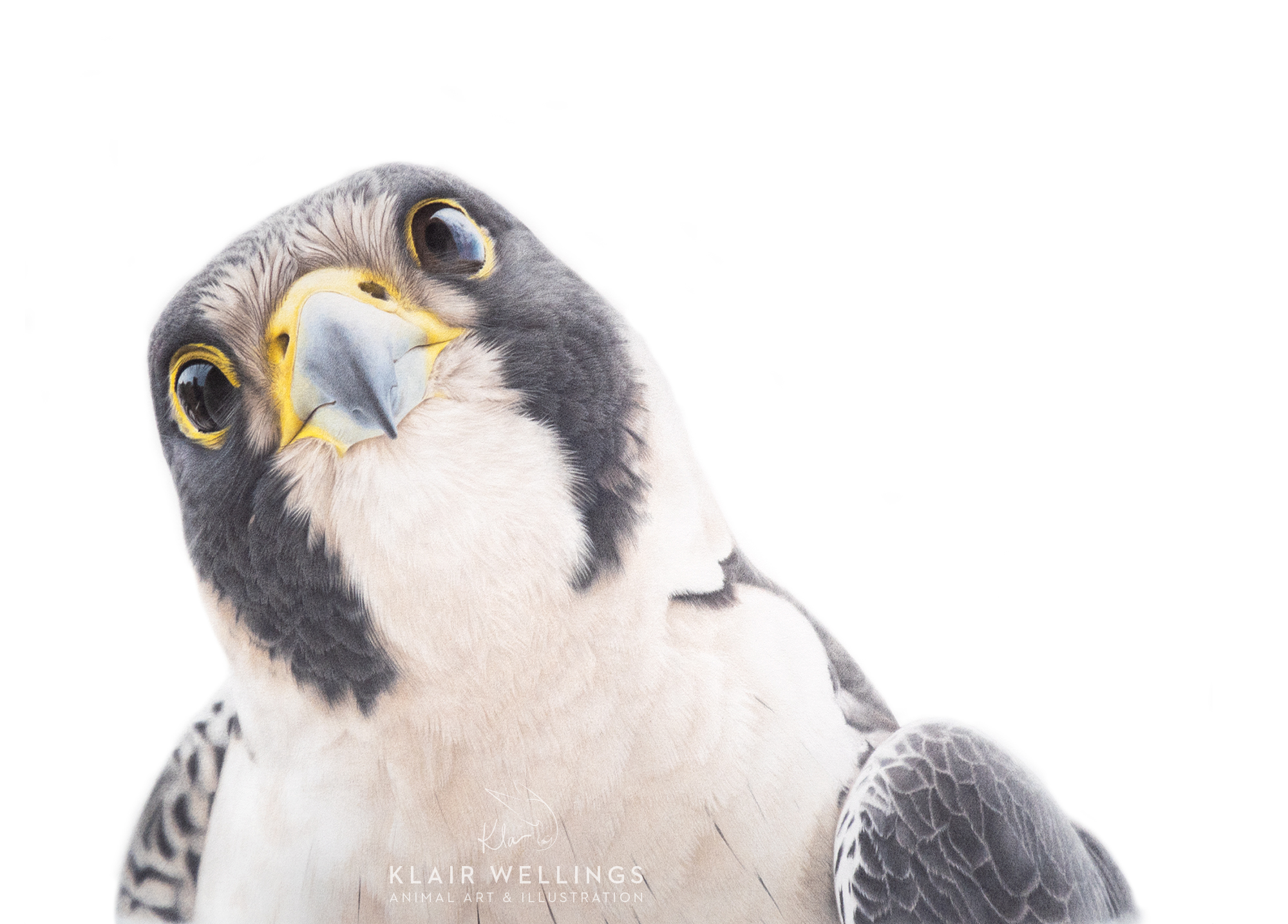 Peregrine 'Linda'