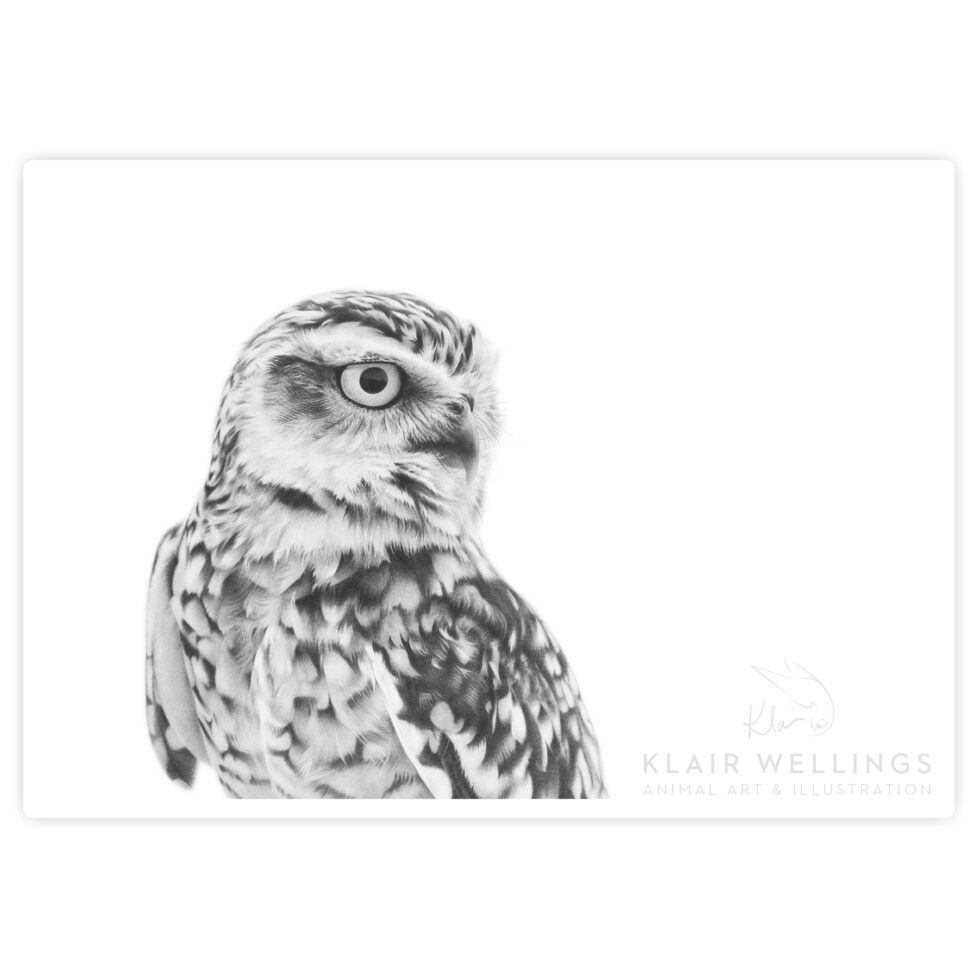 Burrowing Owl