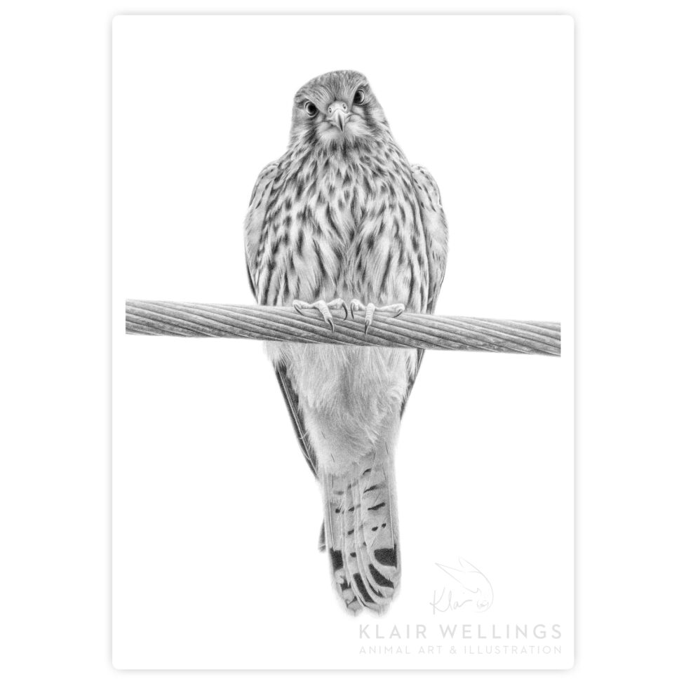 Kestrel on Wire