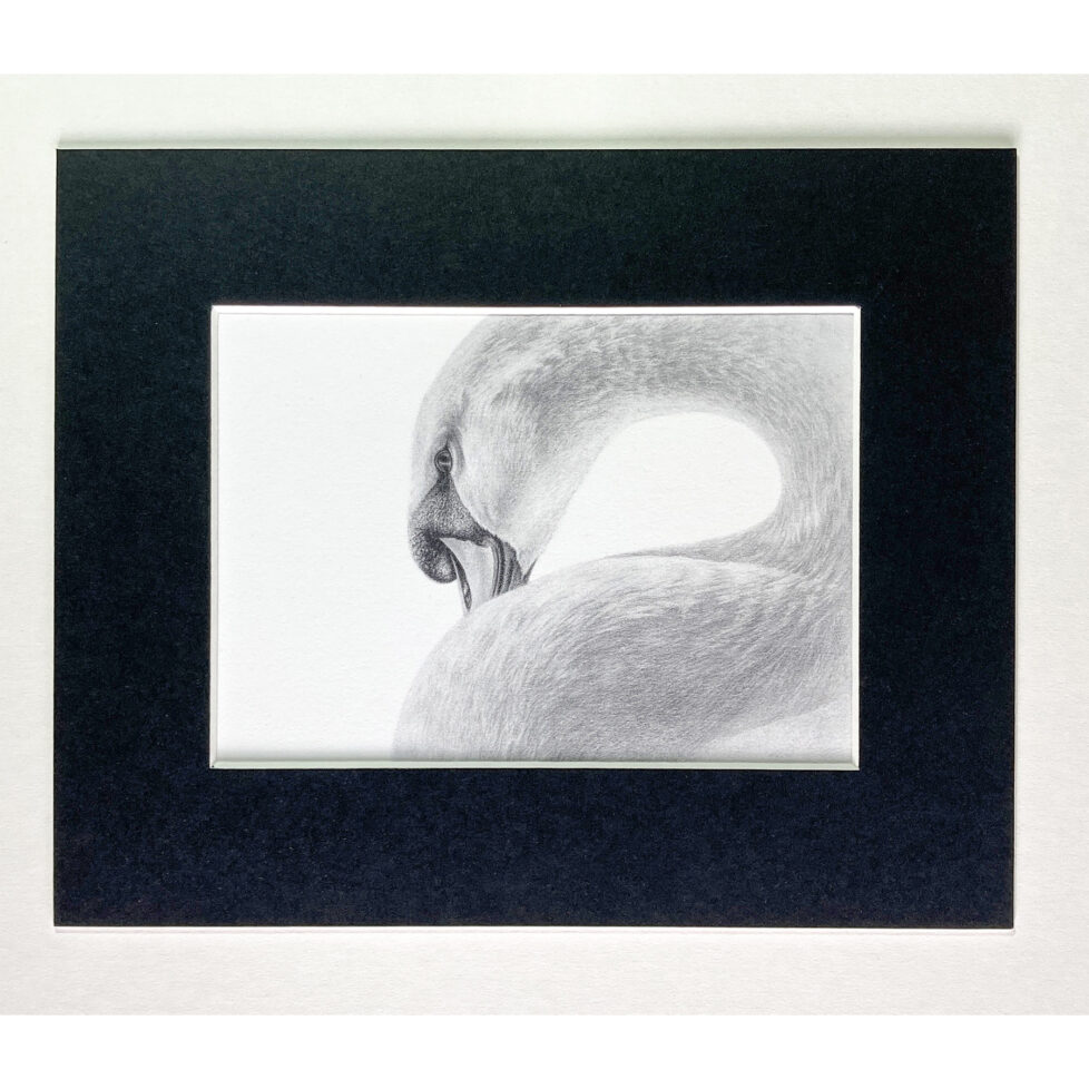 swan blackmount